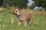 BOUVIER DES ARDENNES 397